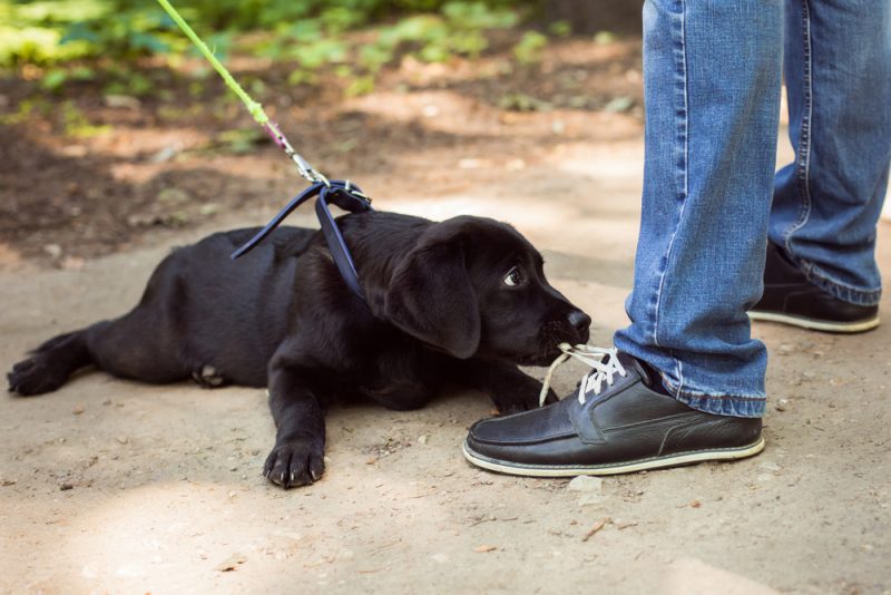 散歩中に飼い犬が近所の人を噛んだ時の慰謝料はいくら？