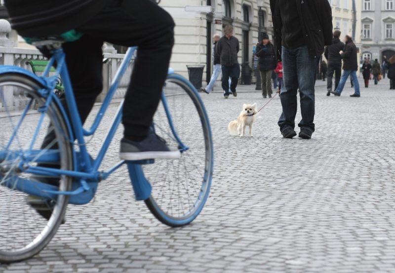 歩道を走ってきた中学生の自転車に愛犬がひかれた どうなる責任 損害賠償は ファイナンシャルフィールド