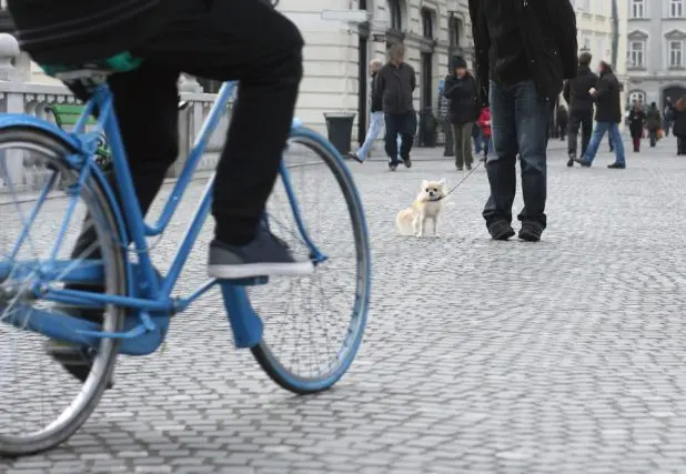 歩道を走ってきた中学生の自転車に愛犬がひかれた。どうなる責任？損害賠償は？　