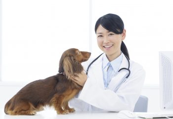 獣医師の6割は動物病院以外で働いている？実は幅広く活躍できる獣医師の仕事