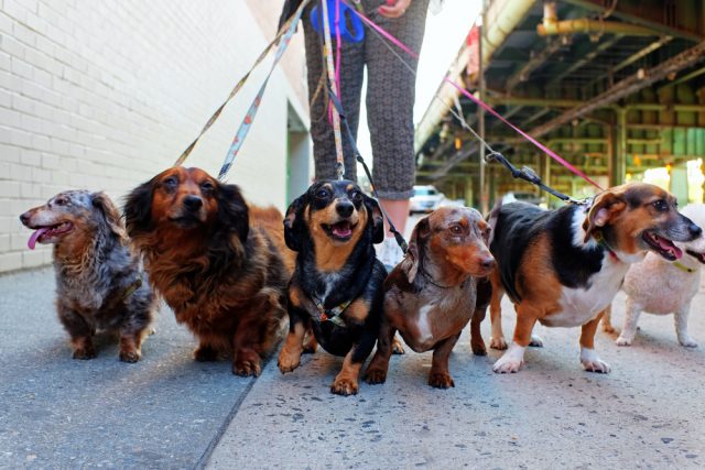 我が家を汚すな 他人の飼い犬がいつも家の塀におしっこ 訴えることできる ファイナンシャルフィールド