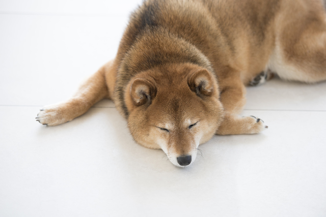 猛暑が続いていますが あなたの愛犬熱中症対策してますか ファイナンシャルフィールド