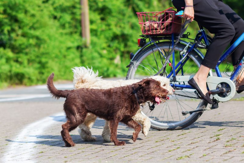 危ない！自転車を乗りながらの犬の散歩、これって法律的に問題ないの？