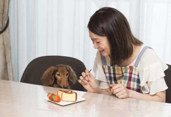 主役は“お犬様”　ペットビジネスはここまで来た