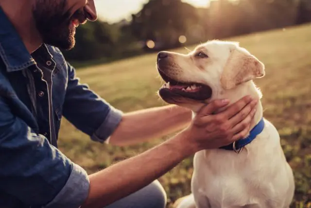 【一瞬の隙に飼い犬が子供を噛んでしまった・・私の責任はどの程度？】