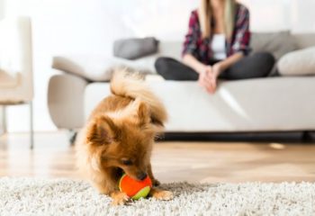 約40%のマンションがペット飼育を禁止している理由