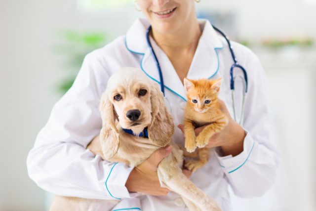 犬や猫などペットの飼育費用はどのくらい？ 病気になったら治療や入院にいくらかかる？