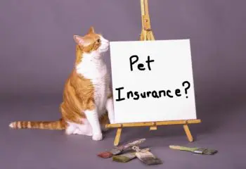 小さいけれど、意外に複雑なのペット保険。選び方教えます