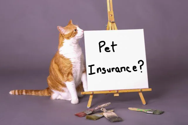 小さいけれど、意外に複雑なのペット保険。選び方教えます