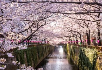 2021年お花見事情、予定がある人は昨年よりさらに減少。今年の桜は近場で楽しむ傾向に