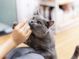 年収400万円独身ですが、猫を飼うにはどれくらい費用がかかりますか？