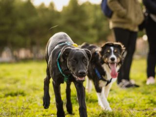 セカンドライフのお供にペットを飼いたい！犬や猫はどれくらいの費用になるの？