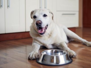 【シニア犬は要注意！】犬の熱中症は「梅雨明け」に急増！ 大切な家族のために知っておくべきこととは？