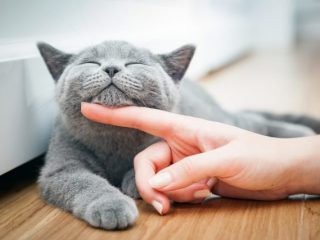 【2022年TOP5】人気の猫ちゃん大集合！人気の猫種の値段って？