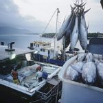 「マグロ漁船」って実際稼げるの？年収はいくらになる？