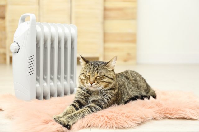 猫が部屋にいるので、一日中暖房をつけっぱなしです。なにか節約する方法はありますか？