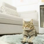 「猫」をお迎えしたから暖房は24時間つけっぱなし…1ヶ月の電気代はどれくらいになる？