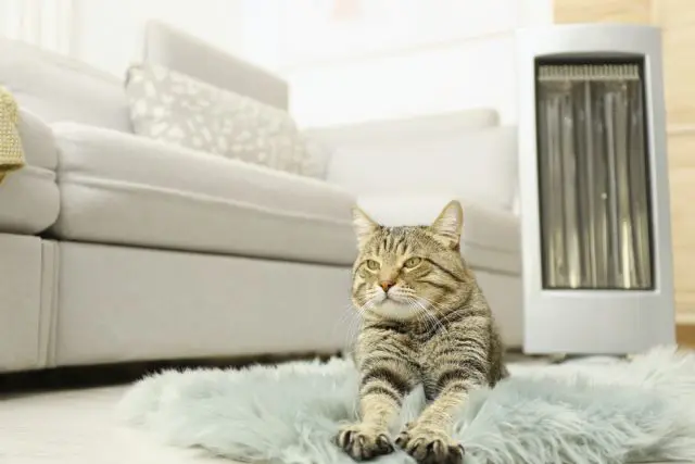 「猫」をお迎えしたから暖房は24時間つけっぱなし…1ヶ月の電気代はどれくらいになる？