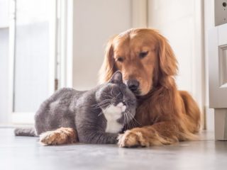 ペットを家族に迎えるなら「保護犬」「保護猫」という選択肢も！