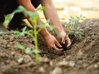 節約しながら楽しむ「家庭菜園」｜3月に植える野菜おすすめ3選