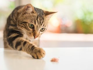 わが家に「お猫様」をお迎え！ キャットフードは高いものを選ぶべき？ 食費の平均は？