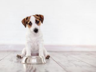 犬にかかる費用は？犬種ごとにかかる費用、比較してみました！