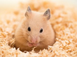 小動物は飼育費用がかからないは大間違い！ 爬虫類の飼い主が面食らった「予想外のお金」