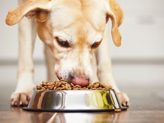 「愛犬は家族」だからこそ食べるものにもこだわりたい｜高級ドッグフードおすすめ3選