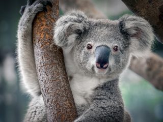 【かわいいけれど家では飼えない？】動物園・水族館の人気者たちの食費事情とは