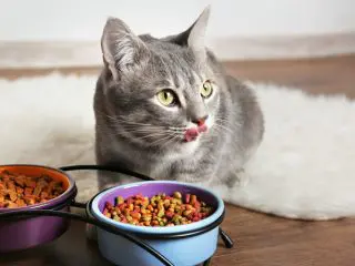 愛猫の健康を気遣うなら食事の品質にこだわりたい！高級キャットフードおすすめ4選