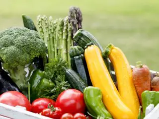 【食費の節約】物価高騰に負けない！家庭菜園で失敗しにくい野菜とは？