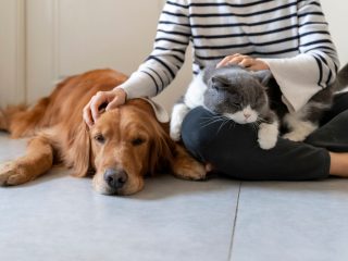 ペットを飼うとき犬と猫ではどっちがお金がかかる？飼育費用の年間支出を徹底解説