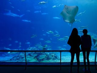 夏休みはお金がかかる…！入場料を抑えてお得に水族館を利用する秘訣をご紹介