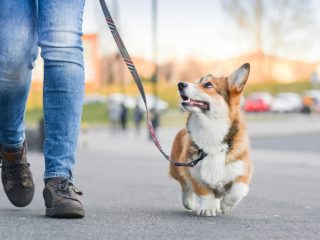 自宅前に犬のフンが！ 飼い主に「罰金」を払ってもらうことはできる？