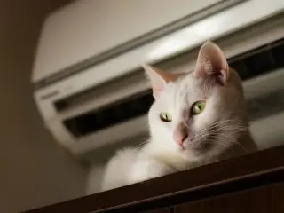 猫がいるなら「エアコン」はつけっぱなしにすべき？ 「電気代」はどれだけかかる？
