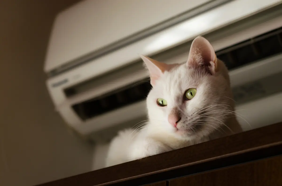 猫がいるなら「エアコン」はつけっぱなしにすべき？ 「電気代」はどれだけかかる？