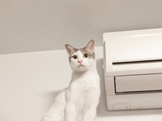 猫の健康のために「エアコン」をフル稼働！「除湿器」も使ったほうがいい？ 電気代はどのくらいかかるの？