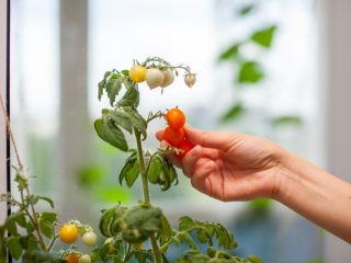 夏バテ解消に効く！「自宅で」育てられる栄養豊富でコスパの良い食材とは？