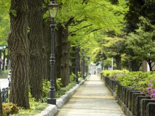 祖母が「かわいそう」と勝手に街路樹の手入れをしています。手入れなら大丈夫ですか？ 損壊などに当てはまるのでしょうか？