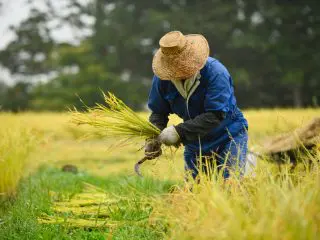 今もっとも働きやすいのは「農業・林業・漁業」!? 若者の「農業離れ」はうそだった？