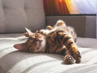 猫と暮らしたいのですが、1年中「エアコン」をつける必要がありますか？ 費用はどれだけかかるのでしょうか？