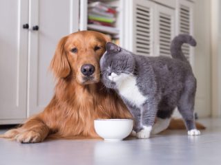 「犬」VS「猫」一緒に暮らす場合どのくらい費用がかかる？ ポイントや注意点も解説！