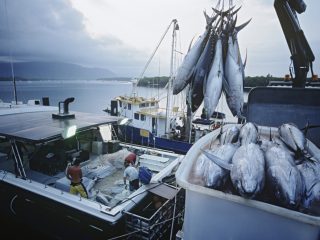 「マグロ漁船」VS「カニ漁船」年収はどれだけ違う？ 仕事内容や過酷さについても解説