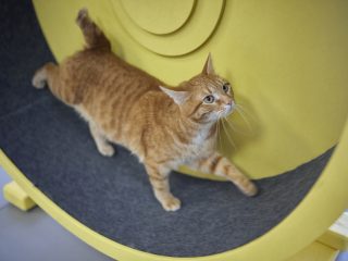 「猫」がキャットホイールで稼げる電気代はいくら？ クロネコヤマトの実験結果と節電方法を解説