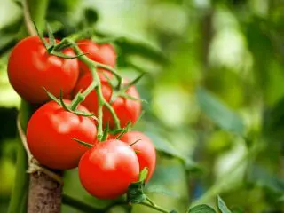 家庭菜園でトマトを育てるのとスーパーで買うのはどちらがお得か検証してみた