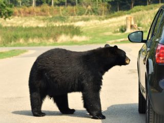 車が「クマ」とぶつかって大破！ 保険はおりる？ 襲われてケガをしても大丈夫なの？