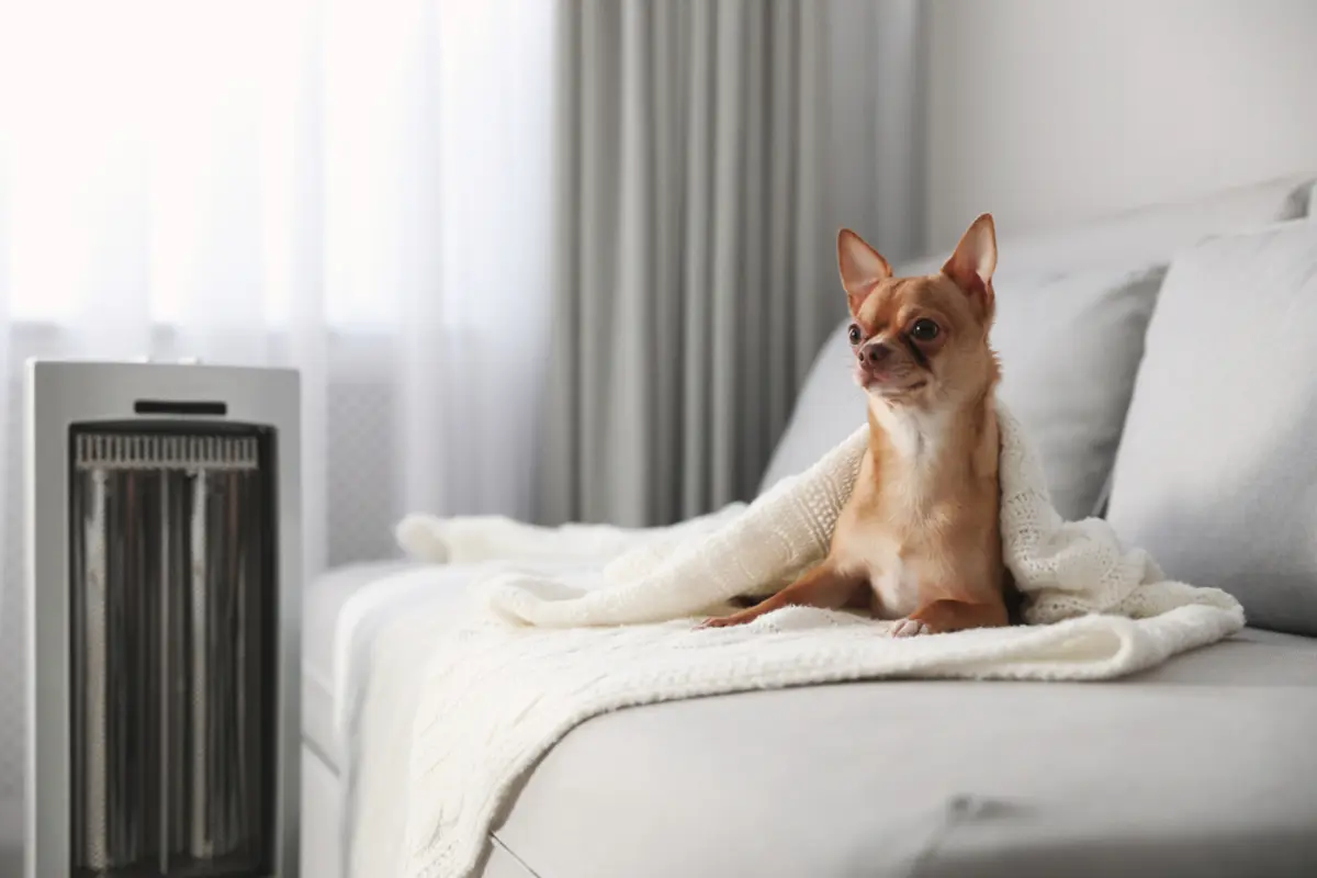犬がいるなら「暖房」はつけっぱなしにすべき？ 「電気代」はどれだけかかる？