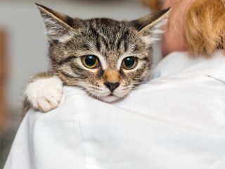 猫を飼いたいのですが、せっかくなので「保護猫」をお迎えするつもりです。高額請求する怪しい団体もあるそうですが本当ですか？ お迎えの費用はどれくらいかかるでしょうか？