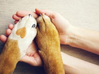 生活保護を受給しているという隣人。「犬」と暮らしているようですが、ペットを飼うことは認められるのでしょうか？