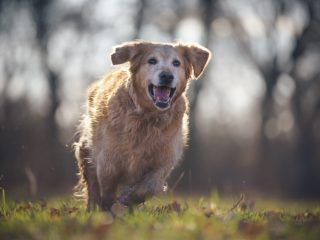 ドッグランで「大型犬」が自分のペットに衝突してきてけがをさせられました。大型犬の飼い主に「損害賠償責任」はありますか？